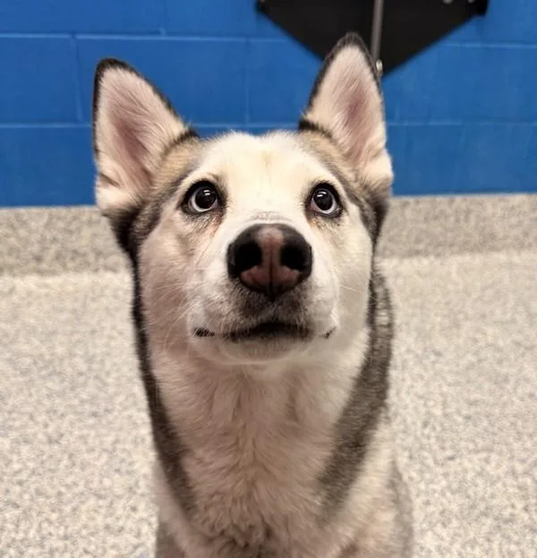An adult medium-sized female Siberian Husky dog named Nova for adoption in Golden, CO