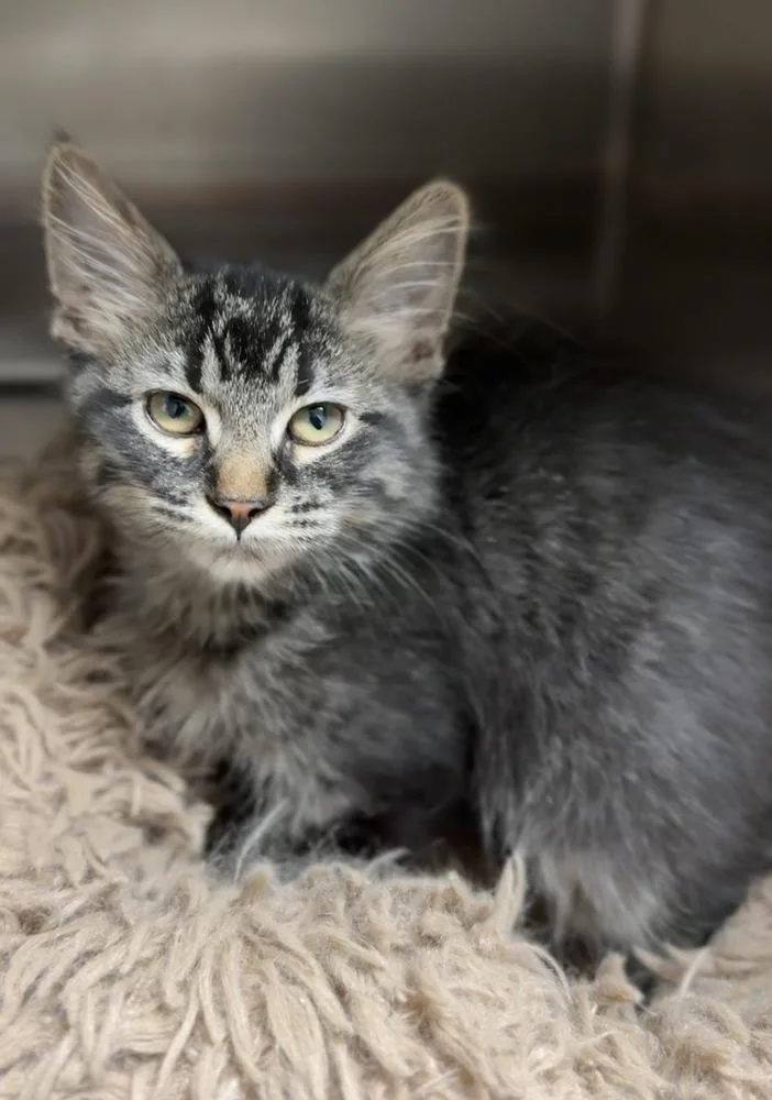 A baby small-sized female Brown / Chocolate Domestic Long Hair cat named Maleficent for adoption in Bemidji, MN