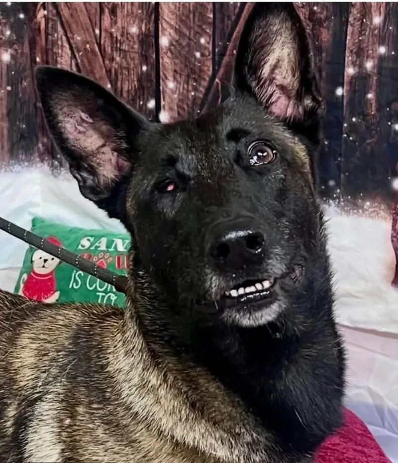 An adult large-sized female Belgian Shepherd / Malinois dog named Lindsey for adoption in Houston , TX