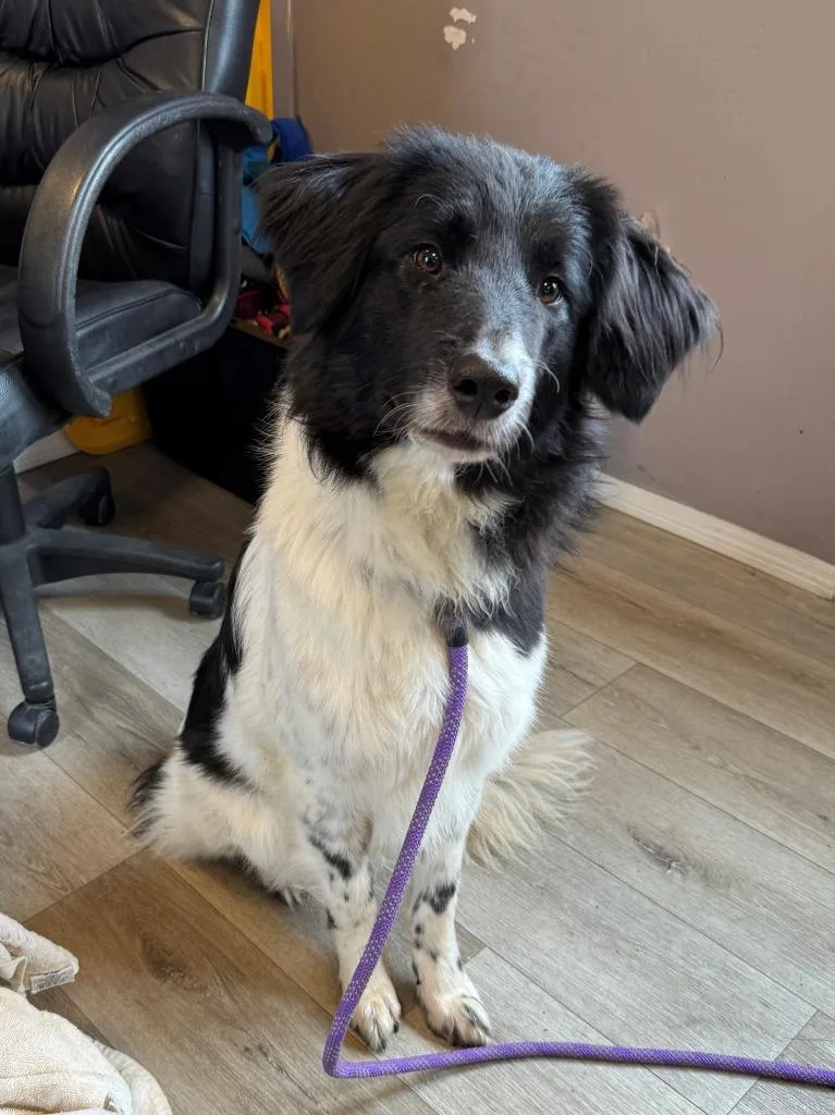 An adult large-sized female Collie dog named Cherry for adoption in Chino Valley, AZ