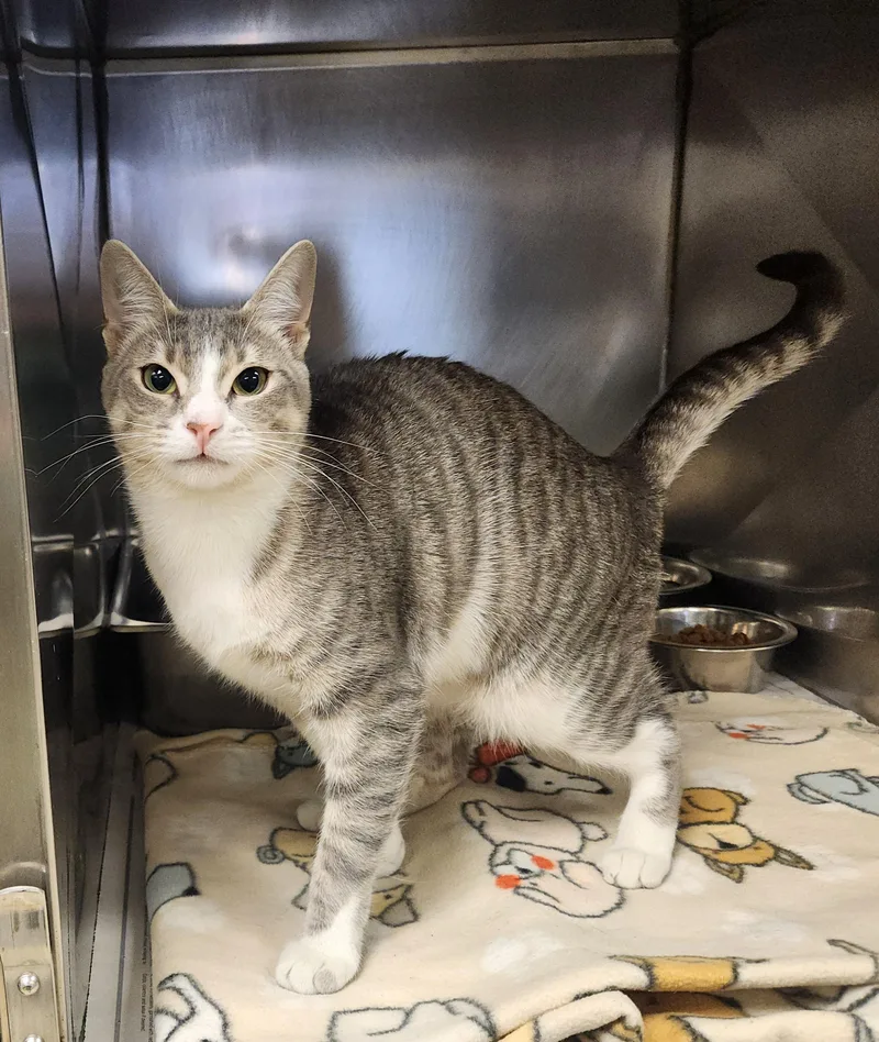 A young medium-sized female Tabby (Gray / Blue / Silver) Domestic Short Hair cat named Sparta for adoption in Clayton, NJ