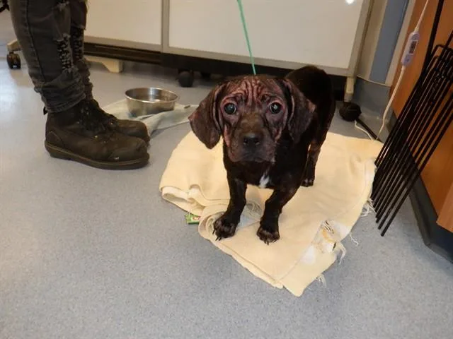 A young small-sized male Dachshund dog named Cola for adoption in San Jose, CA