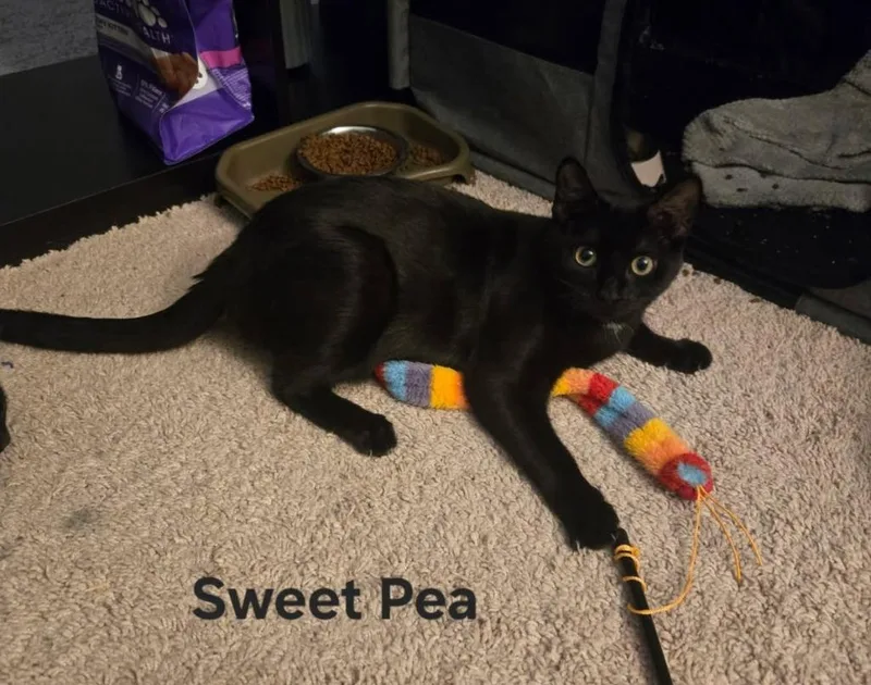 A young medium-sized female Domestic Short Hair cat named Sweet Pea for adoption in Parkville, MD