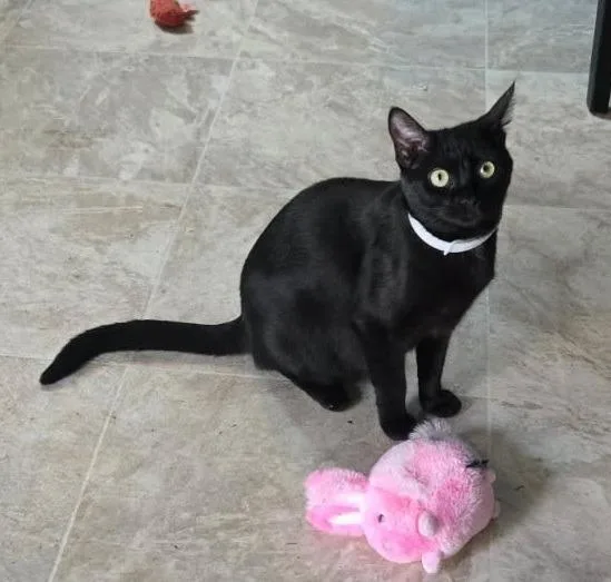 Sweet Pea thumbnail 2