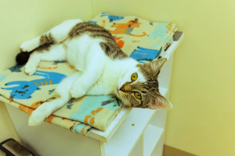 Princess thumbnail 3