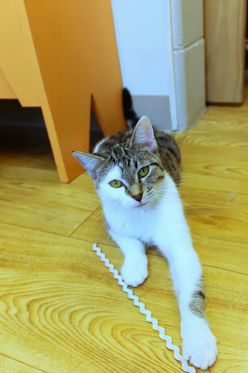 Princess thumbnail 6