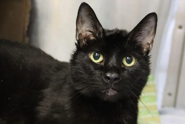 An adult small-sized male Domestic Short Hair cat named Sabbath for adoption in Tucson, AZ