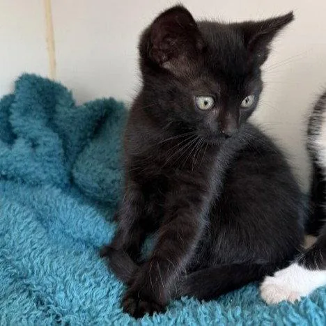 A baby small-sized male Black Domestic Short Hair cat named Spider for adoption in Oakland, CA