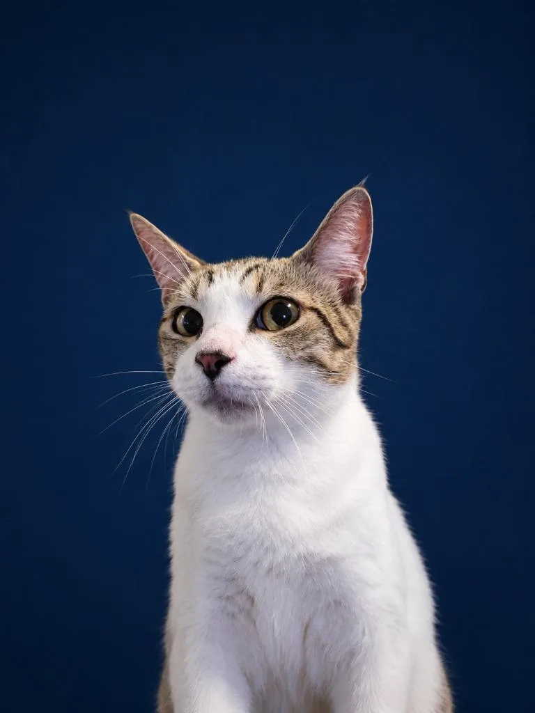 A young medium-sized male Domestic Short Hair cat named Hank for adoption in Wauchula, FL