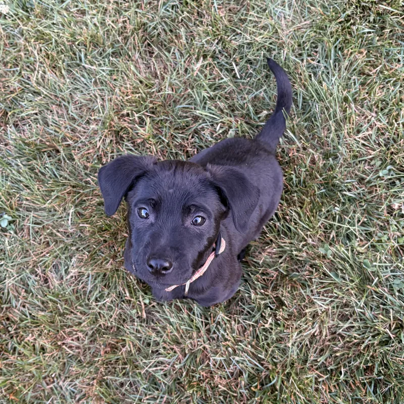 A baby medium-sized male Labrador Retriever dog named Ace for adoption in Lewisville, IN