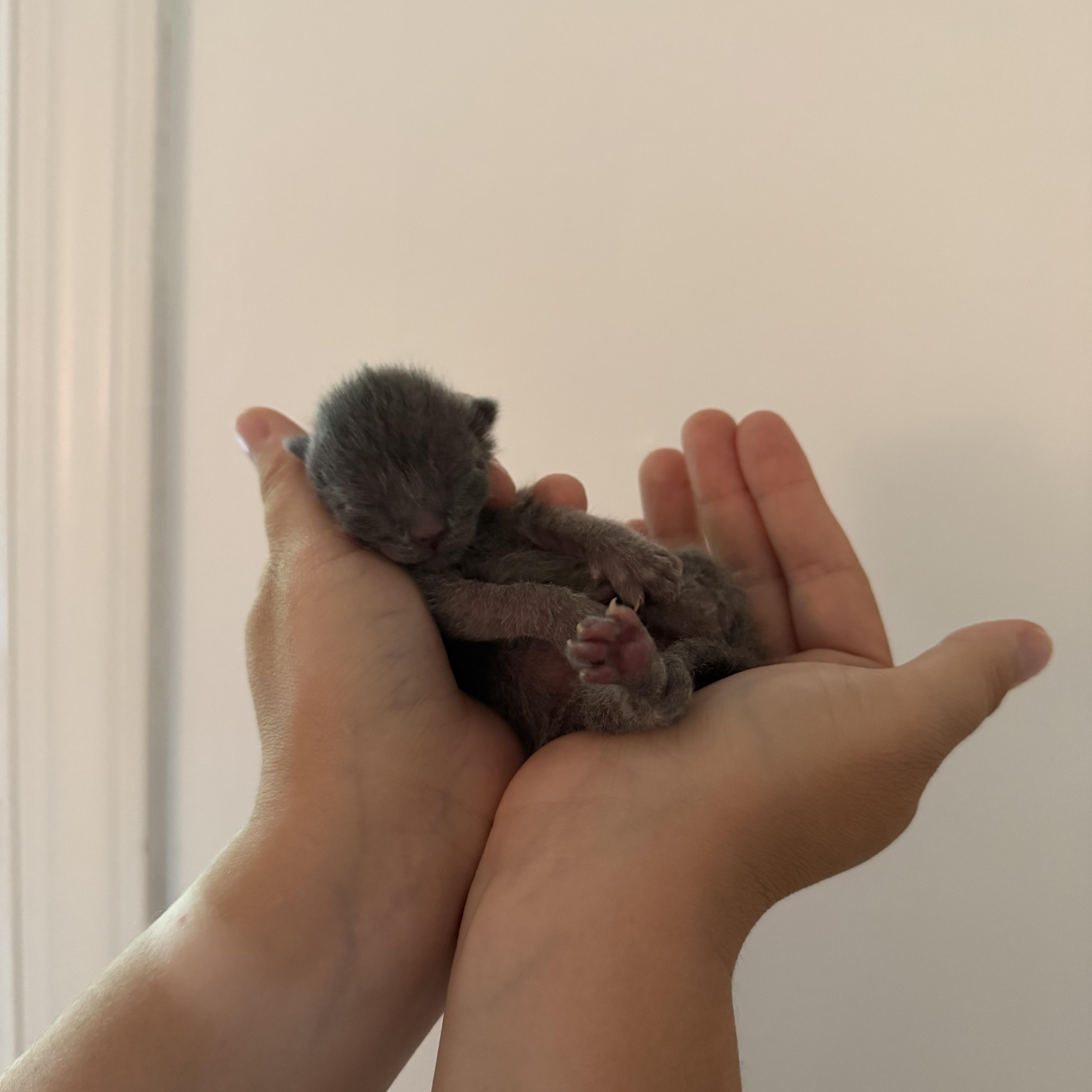 A baby medium-sized male Gray / Blue / Silver Domestic Short Hair cat named Sprinkle for adoption in Greensboro, NC