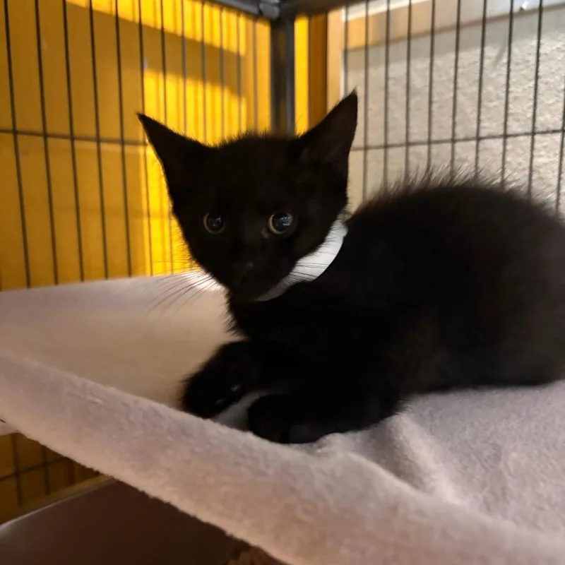 A baby small-sized male Black Domestic Short Hair cat named Gumbo for adoption in Chesapeake, VA