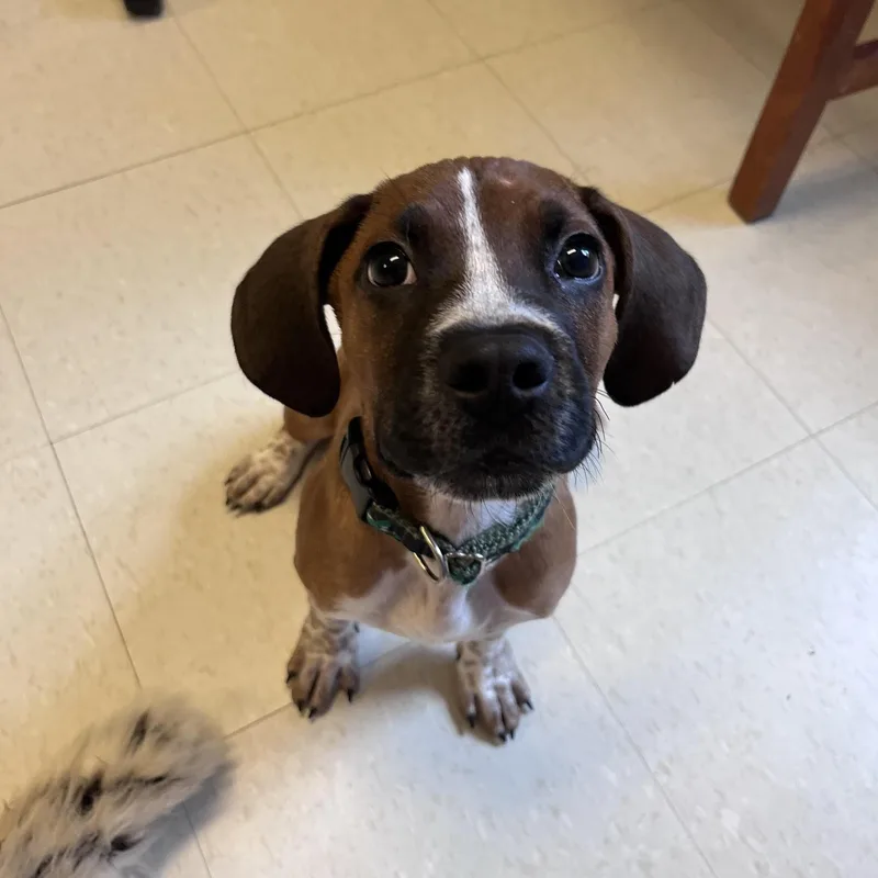 A young large-sized male Tricolor (Brown, Black, & White) Hound dog named Boone for adoption in West Jefferson, OH