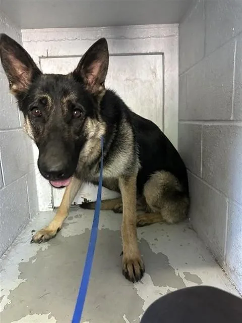 An adult large-sized female German Shepherd Dog dog named Taytay for adoption in Sacramento, CA