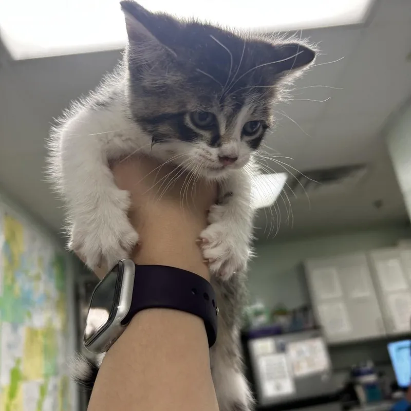 A baby small-sized male Brown / Chocolate Domestic Short Hair cat named Ollie for adoption in Waukesha, WI