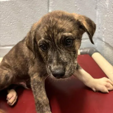 A baby small-sized male Black Mixed Breed dog named Ben for adoption in Bastrop, TX