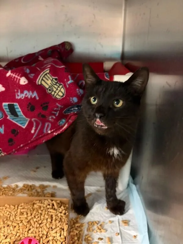 An adult medium-sized male Domestic Short Hair cat named Pizza Boy for adoption in Cincinnati, OH