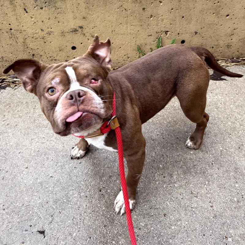 A baby small-sized male Brown / Chocolate Pit Bull Terrier dog named Dr. Robby for adoption in Northbrook, IL