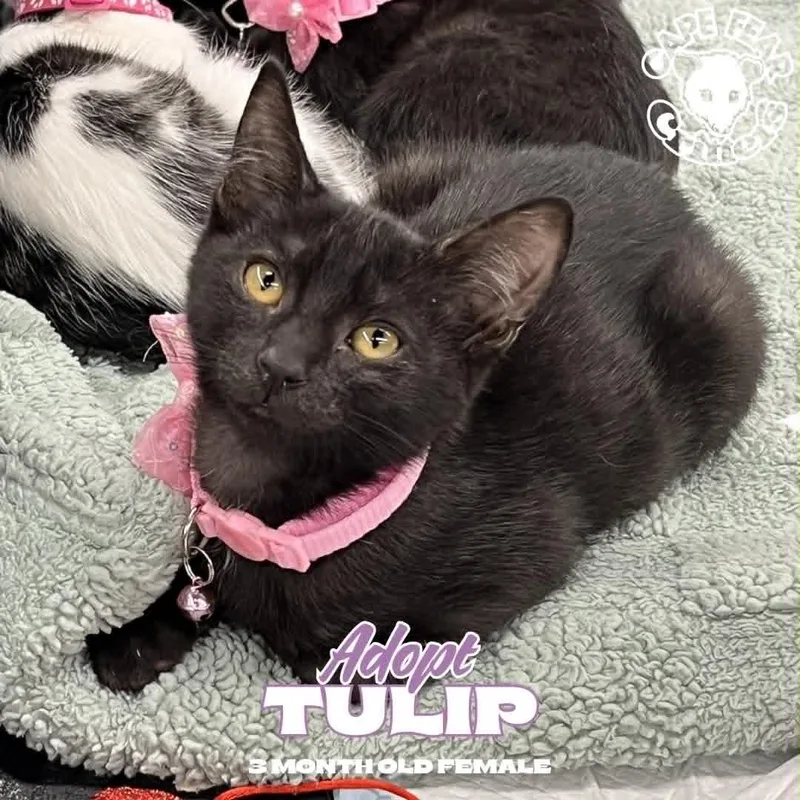 A baby small-sized female Black Domestic Short Hair cat named Tulip for adoption in Wilmington, NC