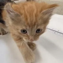 A baby medium-sized male Orange & White Domestic Short Hair cat named Othello for adoption in Rapid City, SD