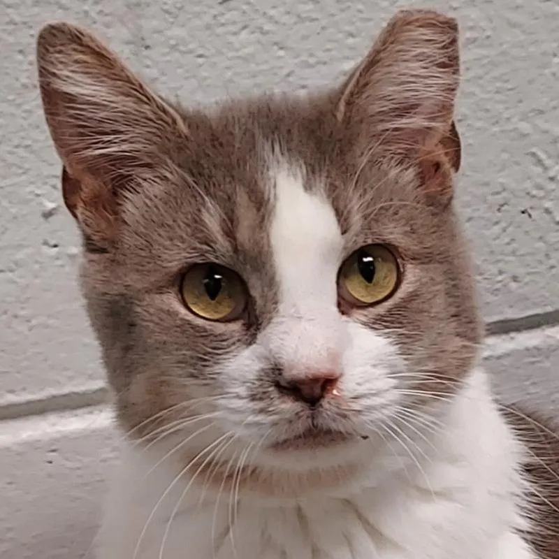 An adult medium-sized male Gray / Blue / Silver Domestic Short Hair cat named Jalapeno for adoption in Dayton, OH