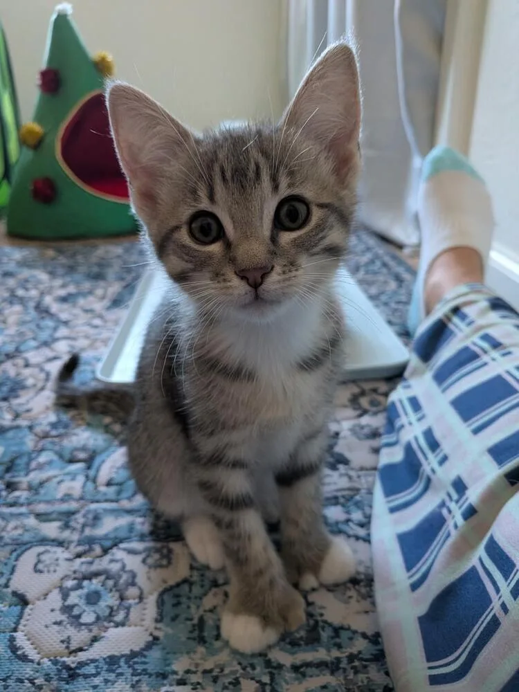 A baby medium-sized female Blue Point Domestic Short Hair cat named Polly for adoption in Oceanside, CA