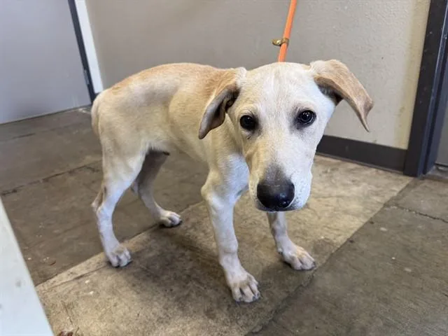A baby medium-sized male Labrador Retriever dog named Mamba for adoption in Ontario, CA