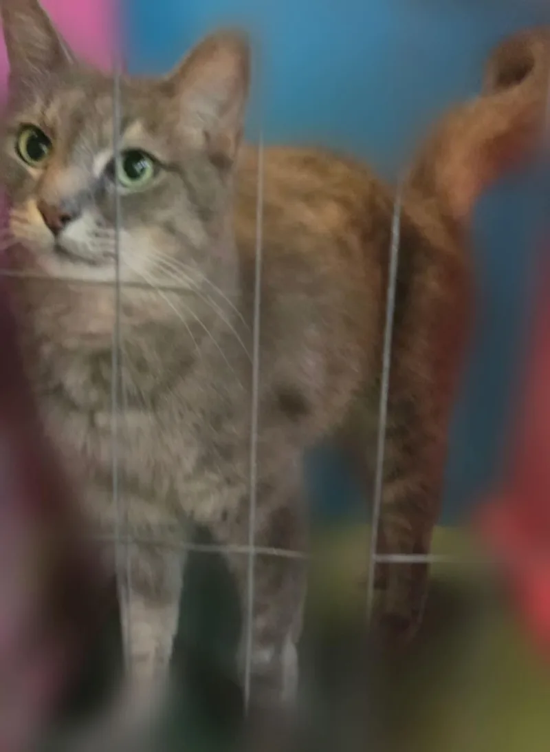 An adult medium-sized male Domestic Medium Hair cat named Dusty for adoption in Silver Springs, FL