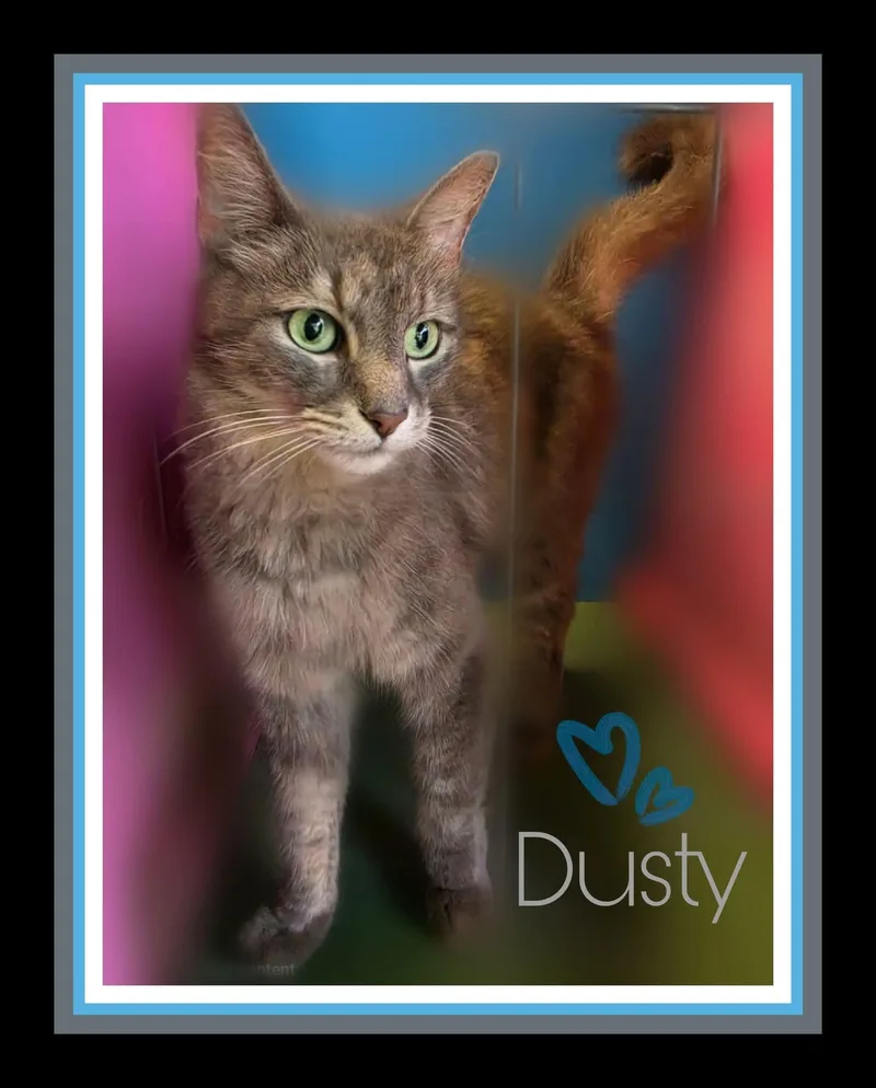 Dusty thumbnail 3
