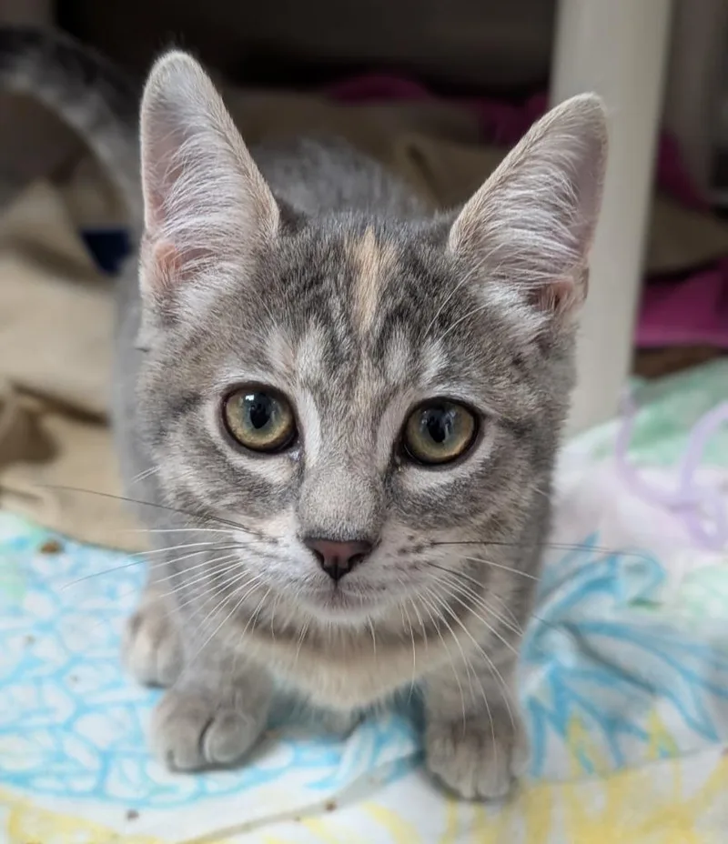 A baby medium-sized female Domestic Short Hair cat named Emily for adoption in Shoreline, WA