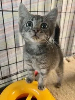 A baby small-sized female Gray / Blue / Silver Domestic Short Hair cat named Michelle for adoption in Oradell, NJ