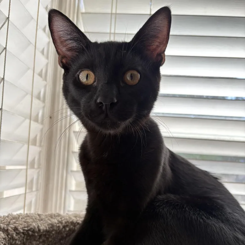 A young medium-sized male Black Domestic Short Hair cat named Linguine for adoption in Long Beach, CA