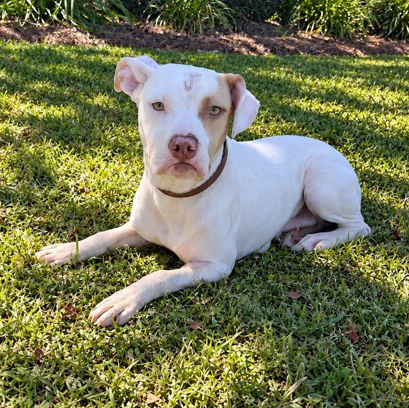 A young small-sized female White / Cream Pit Bull Terrier dog named Unicorn for adoption in Valdosta, GA