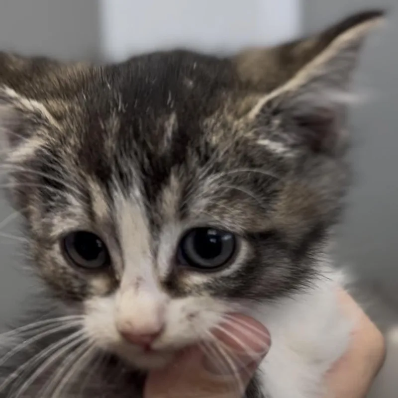 A baby small-sized female Gray / Blue / Silver Domestic Short Hair cat named Poppy for adoption in Midland, TX