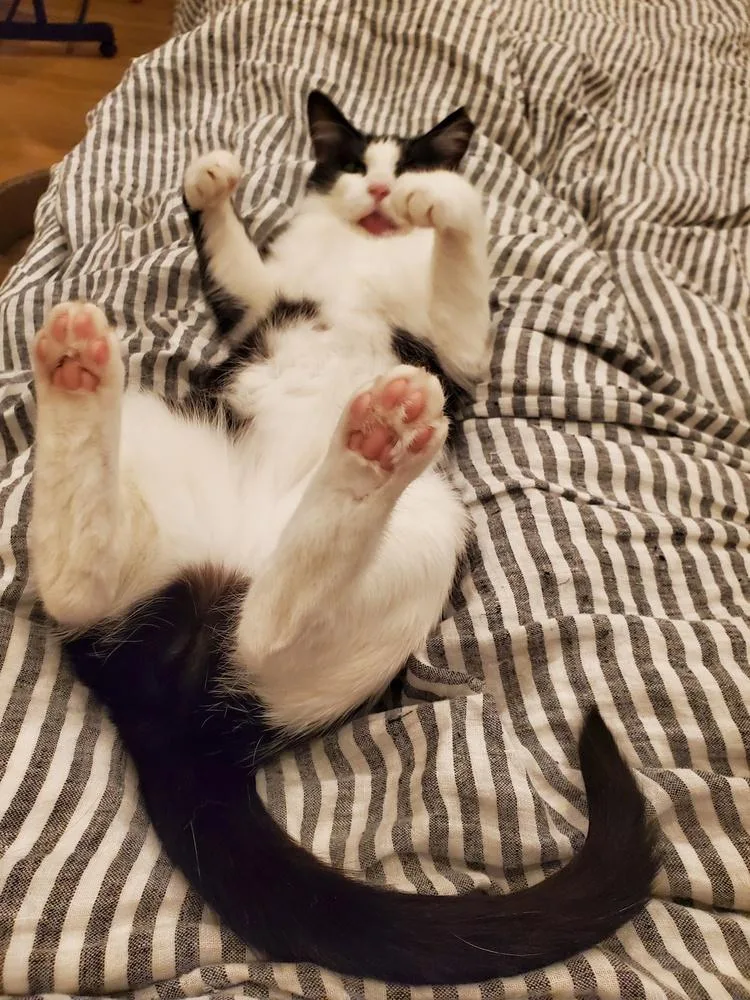 An adult medium-sized female Black & White / Tuxedo Domestic Short Hair cat named Molly for adoption in Greensboro, NC