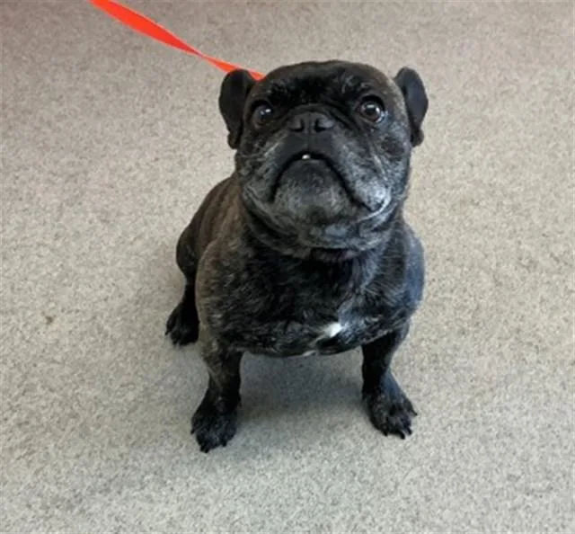 An adult medium-sized male French Bulldog dog named Milo for adoption in San Bernardino, CA