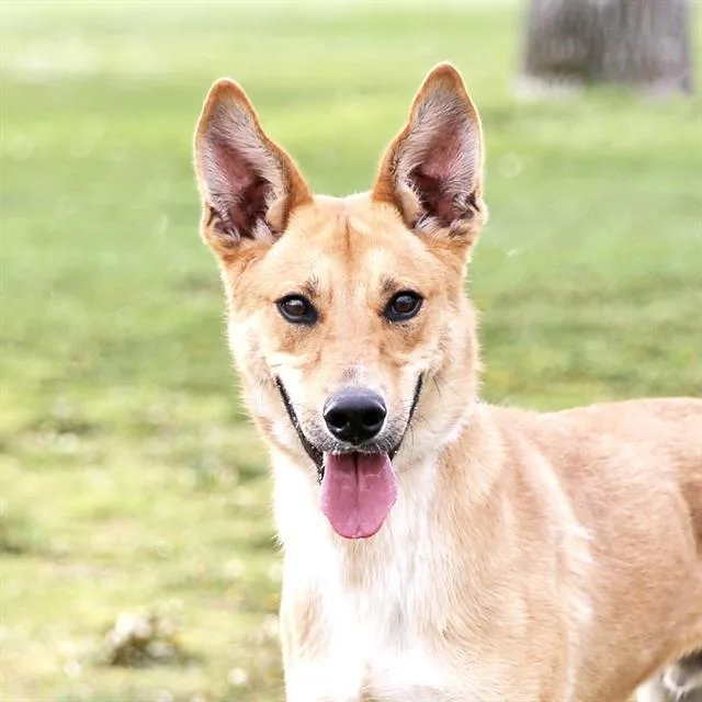 A young medium-sized male Australian Cattle Dog / Blue Heeler dog named Hercules for adoption in Albuquerque, NM