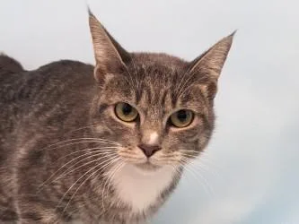 An adult small-sized female Domestic Short Hair cat named Relish for adoption in Golden Valley, MN