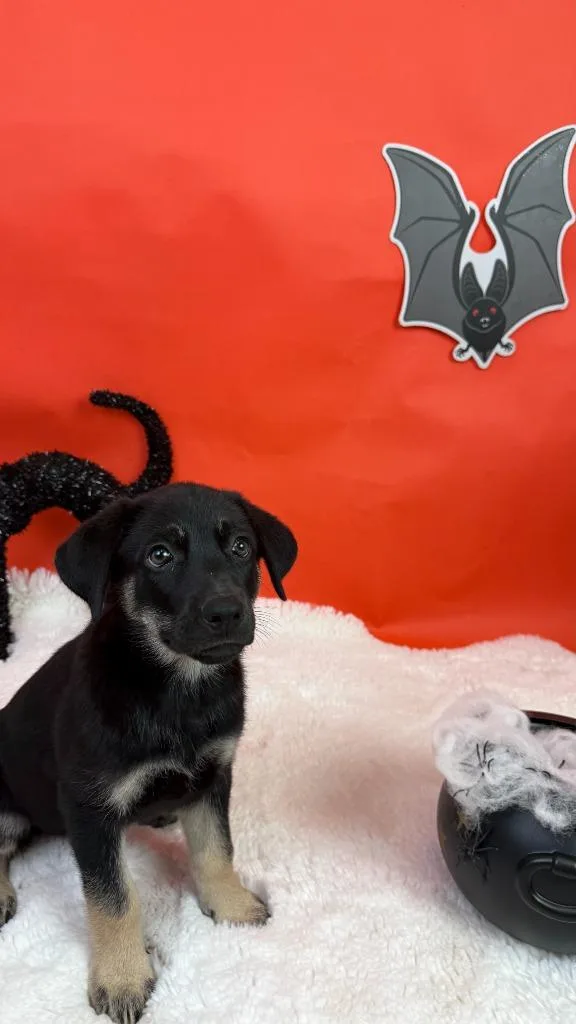 A baby large-sized female Shepherd dog named Jinx for adoption in Phoenix, AZ