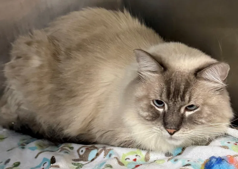 An adult large-sized male Ragdoll cat named Shugg for adoption in Edison, NJ