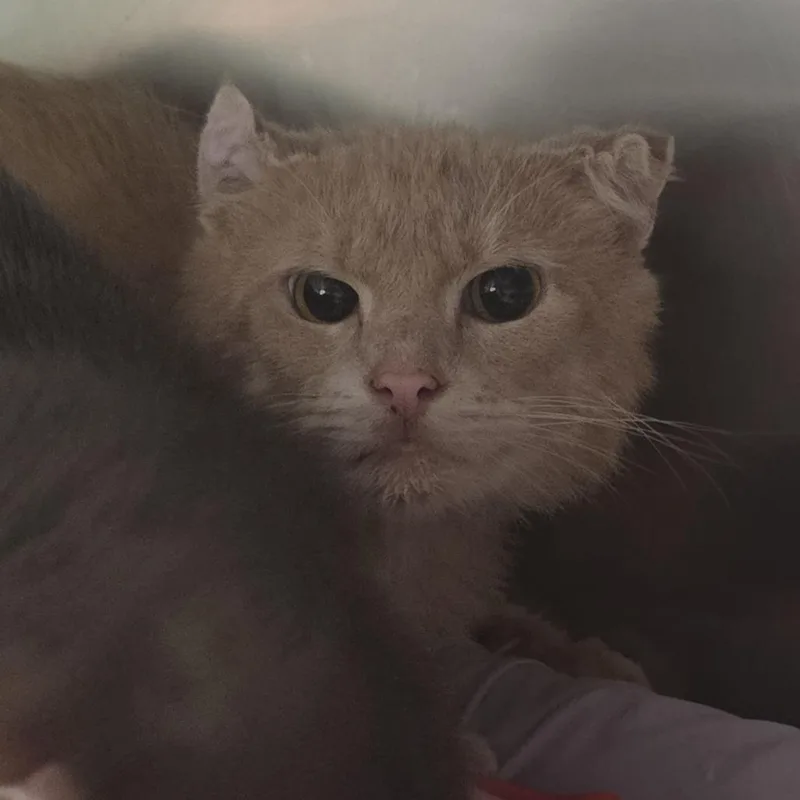 An adult medium-sized male Domestic Medium Hair cat named Cream for adoption in Kennebunk, ME