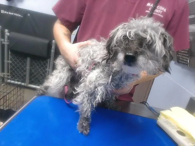 An adult small-sized female Cairn Terrier dog named Rapunzel for adoption in Phoenix, AZ