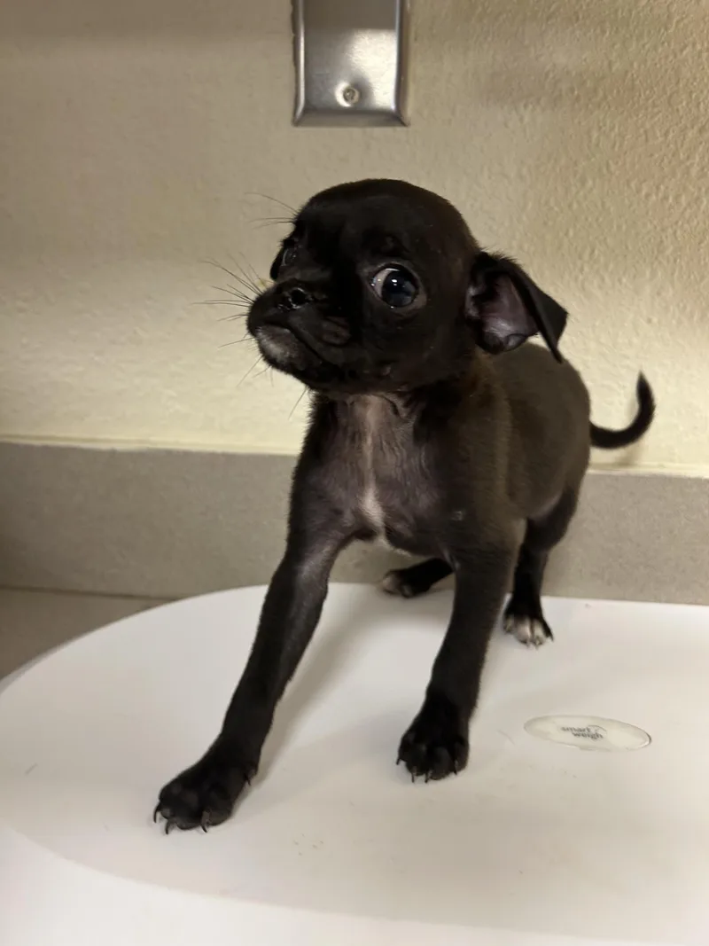 A baby small-sized male Pug dog named Alvin for adoption in Portland, ME