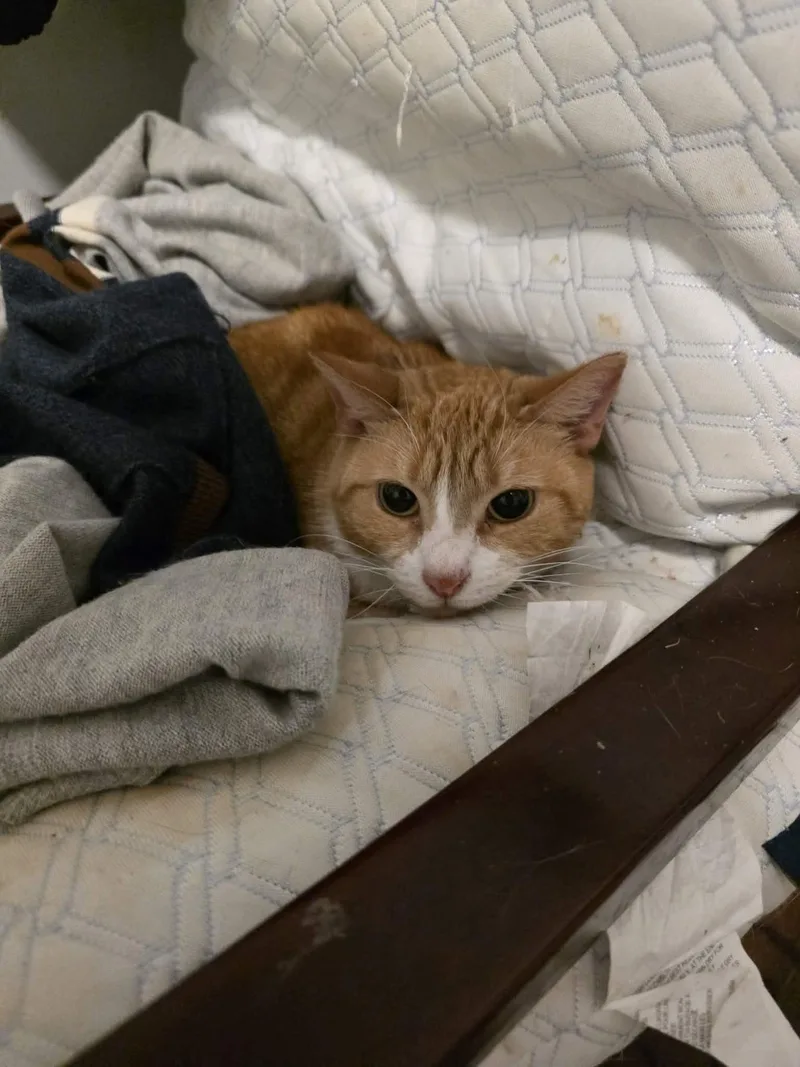 Marmalade thumbnail 2