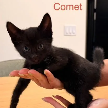 A baby small-sized male Black Domestic Short Hair cat named Comet for adoption in Talent, OR