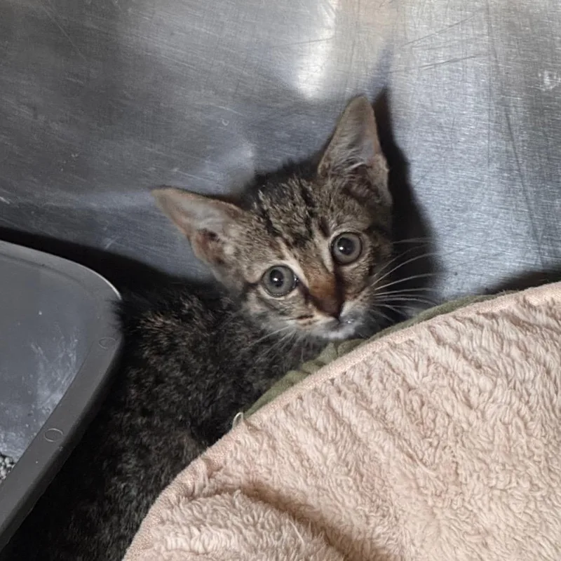 A baby small-sized female Brown / Chocolate Domestic Short Hair cat named Cobra for adoption in Starkville, MS