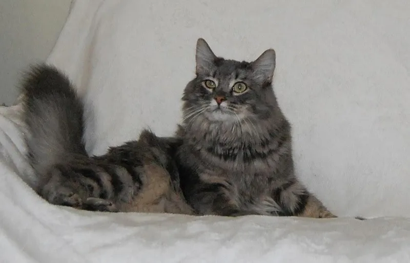 A young medium-sized female Domestic Short Hair cat named Maude for adoption in Salt Lake City, UT