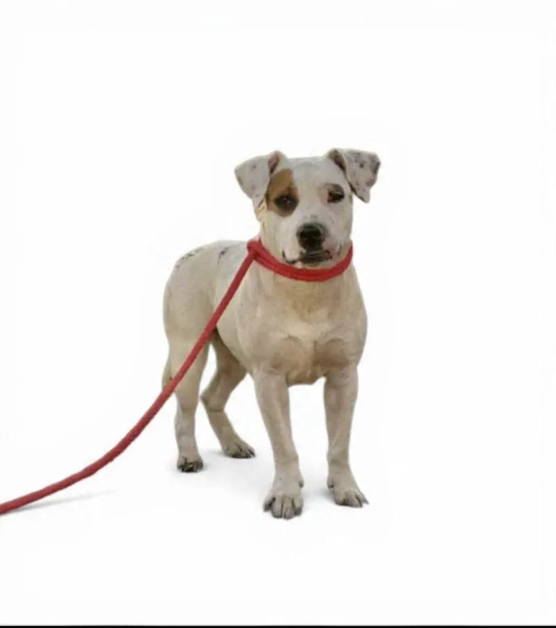 An adult medium-sized female Terrier dog named Kate for adoption in Manchester, CT