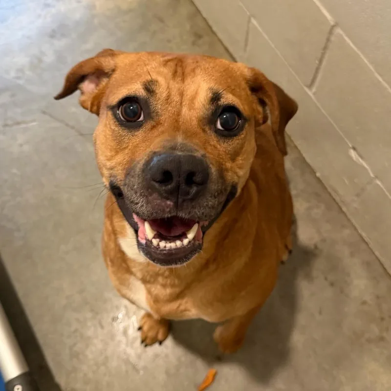 An adult large-sized female Rhodesian Ridgeback dog named Velvet for adoption in Richmond Hill, GA