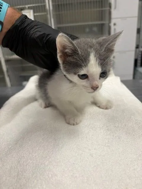 A baby small-sized male Domestic Short Hair cat named Buddy for adoption in Camarillo, CA